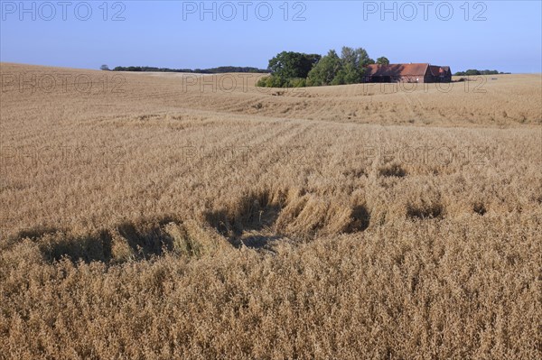 Damage in oat field