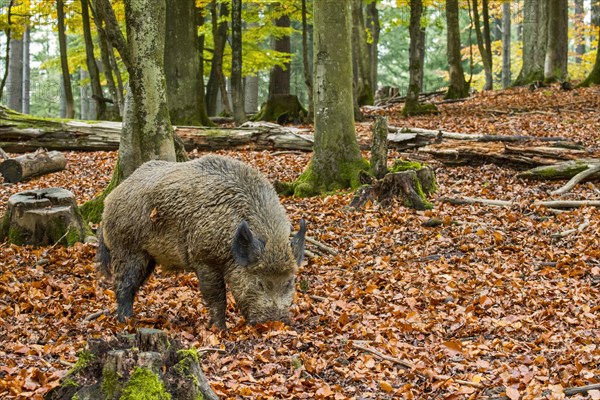 Wild boar