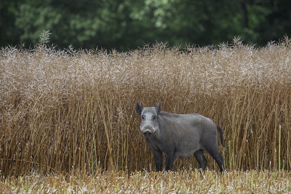 Wild boar