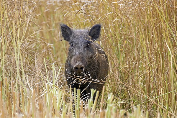 Solitary wild boar