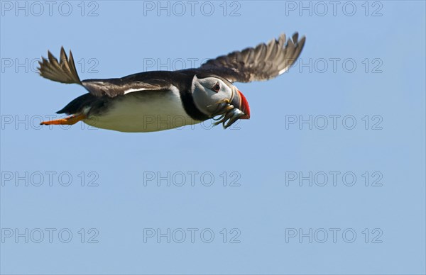 Atlantic Puffin