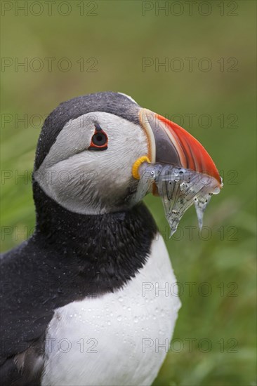 Atlantic puffin