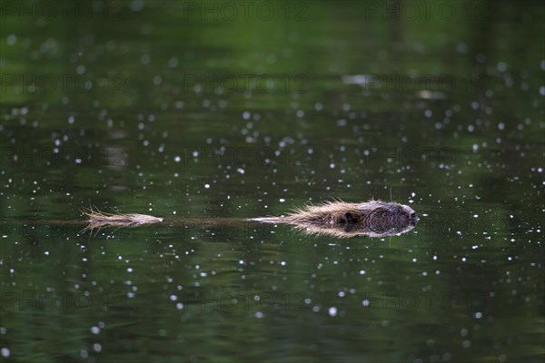 Eurasian beaver