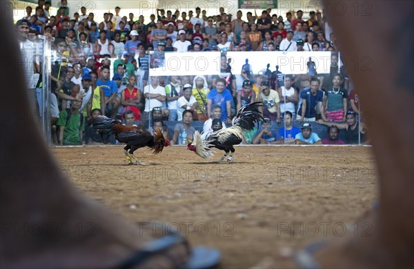 Cockfight seen through the legs of the referee