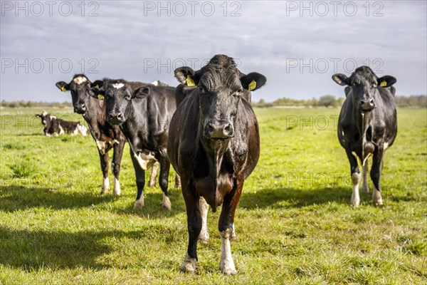 Herd of dairy cows in the meadow