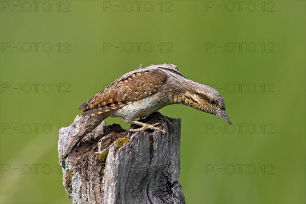 Eurasian wryneck