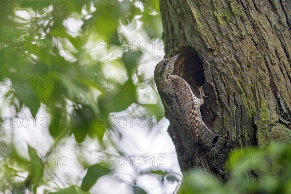 Eurasian wryneck