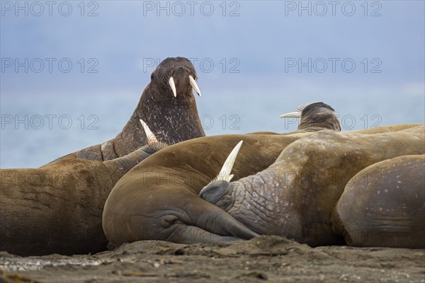 Group of male walruses