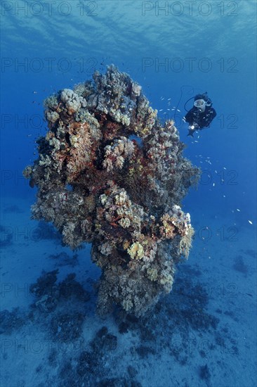 Diver looking at fifteen-metre high coral tower made of various species of stony coral