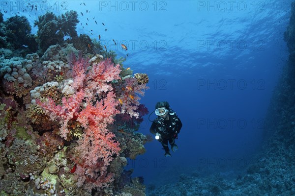 Diver looking at coral block on coral reef