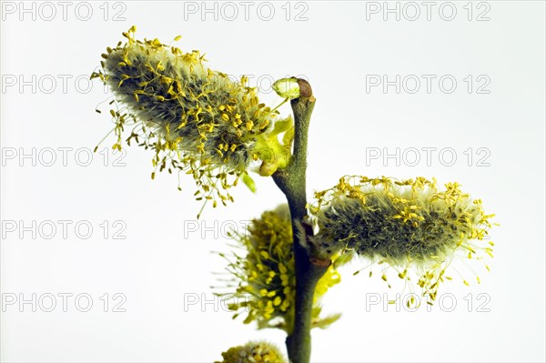 Flowering willow