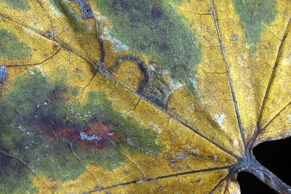 Withered Norway Maple Leaf