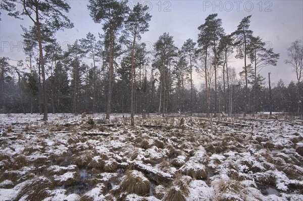 The onset of winter and snow on the moor. Tister Bauernmoor