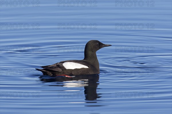 Black guillemot