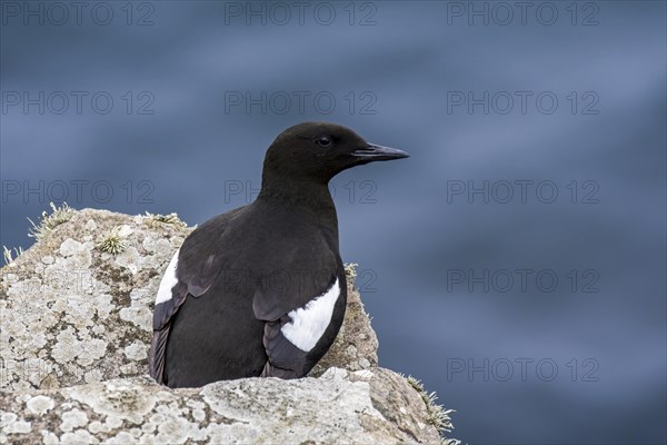 Black guillemot