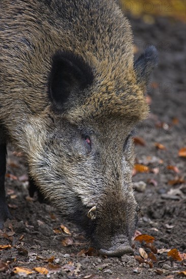 Wild boar