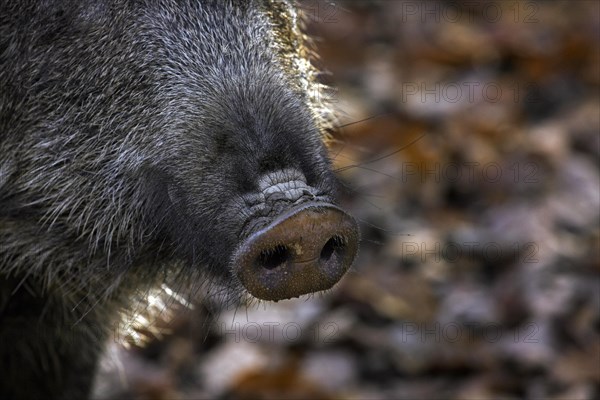 Wild boar