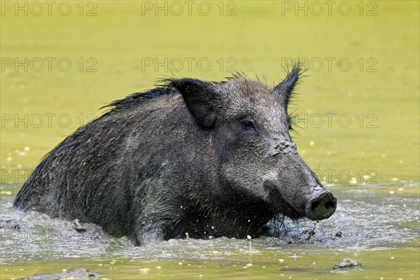 Wild boar