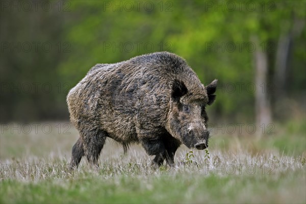 Solitary wild boar