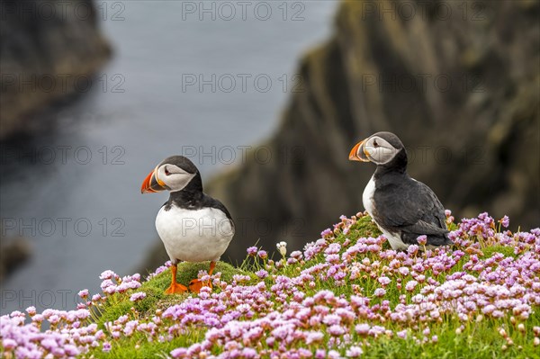 Two Atlantic puffins