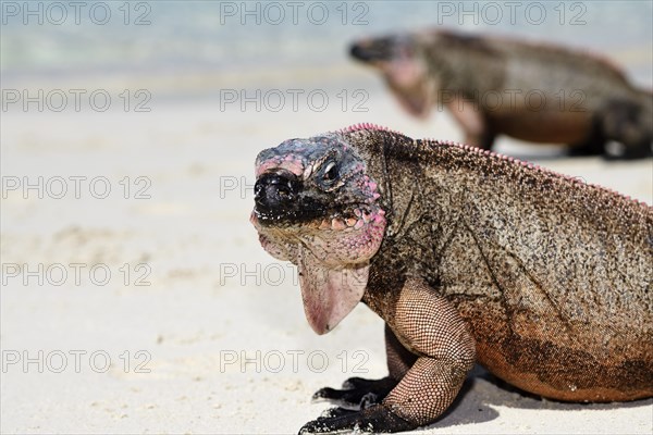 Rock Iguanas