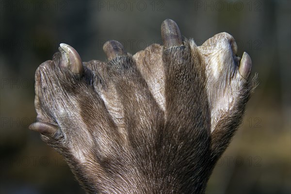 European beaver