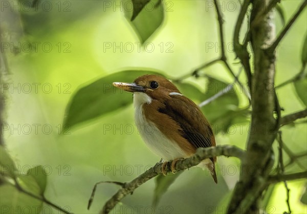 A pygmy kingfisher in the rainforests of Analamazaotra National Park in eastern Madagascar