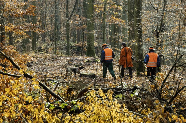 Driven hunt by hunters and beaters in Schoenbuch nature park Park