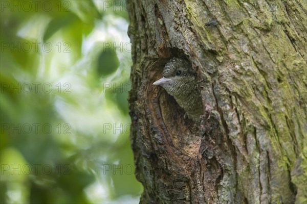 Eurasian wryneck