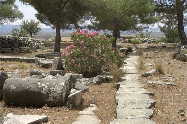 Remains of columns with flowering oleander