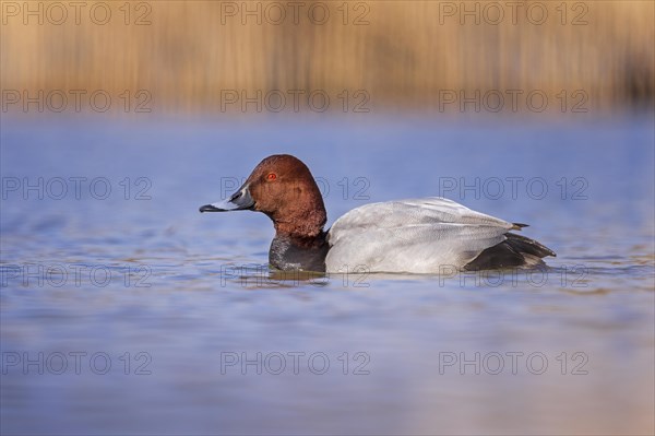 Common pochard