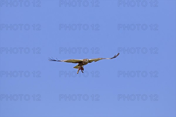 Western marsh harrier