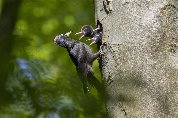 Black woodpecker