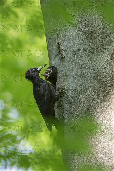 Black woodpecker