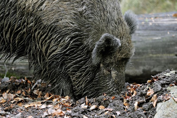 Close up of Wild boar
