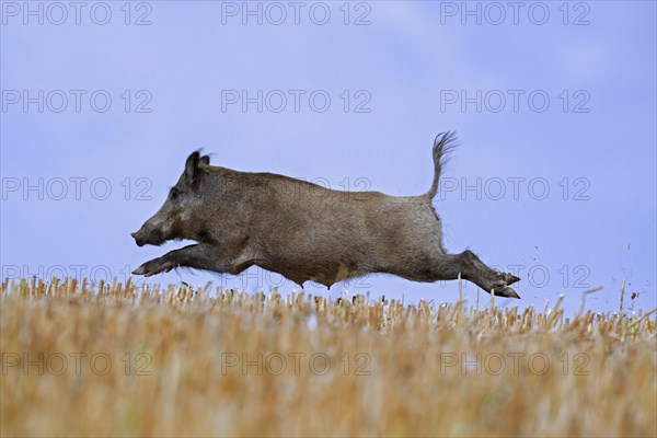 Solitary wild boar