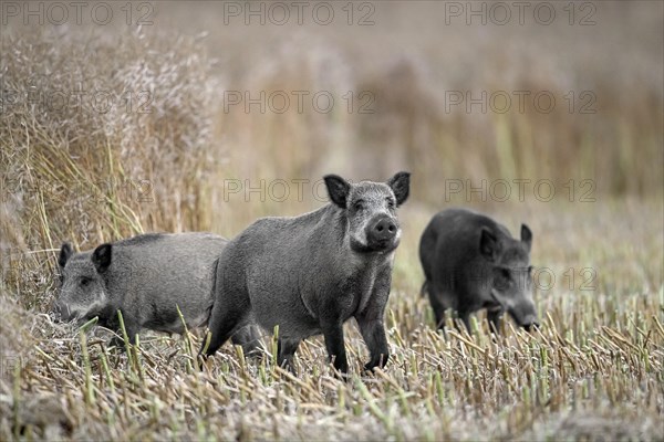 Wild boars