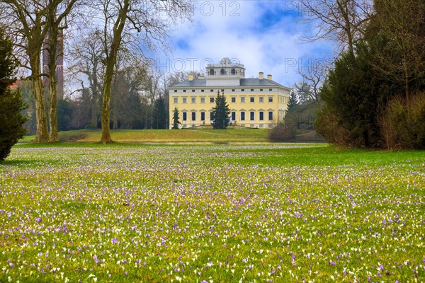 Crocus meadow