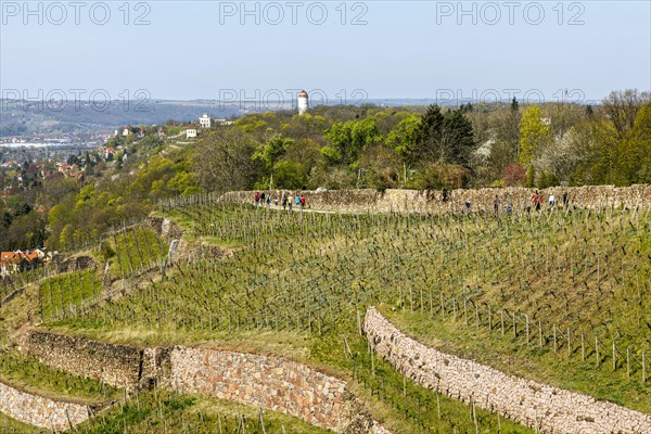 View from the Bismarck Tower Radebeul to the Oberloessnitz Vineyards