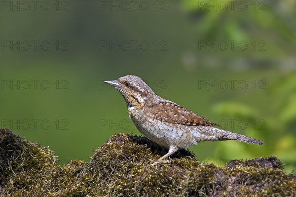 Eurasian wryneck