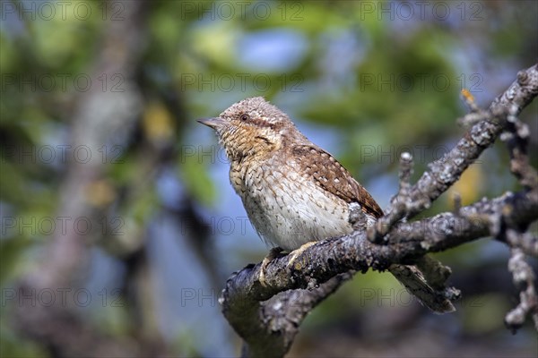 Eurasian wryneck