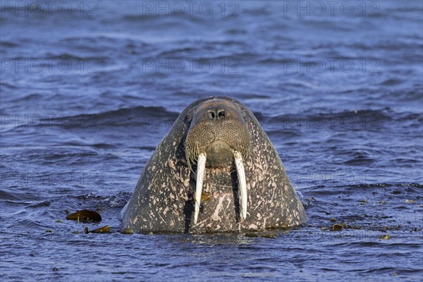 Walrus