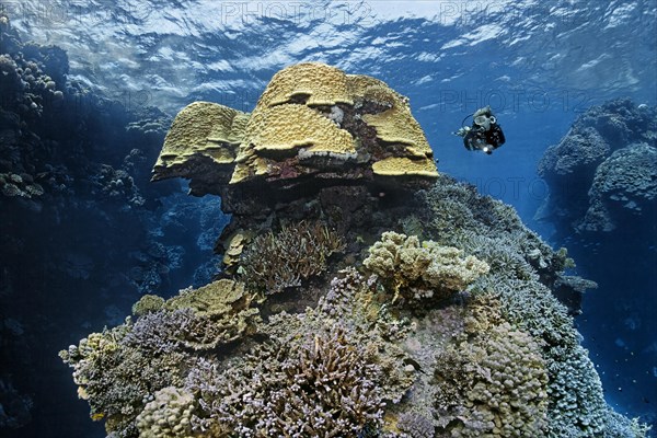 Diver looking at dome coral