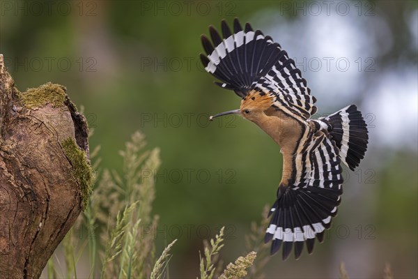 Hoopoe