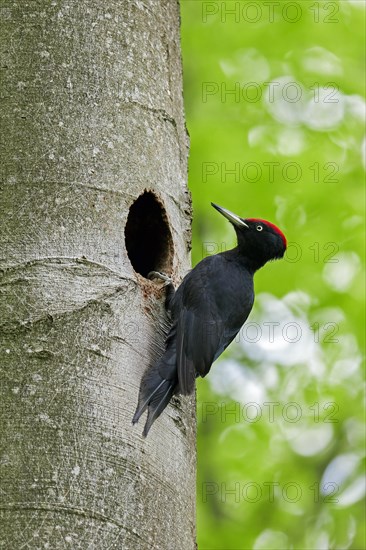 Black woodpecker