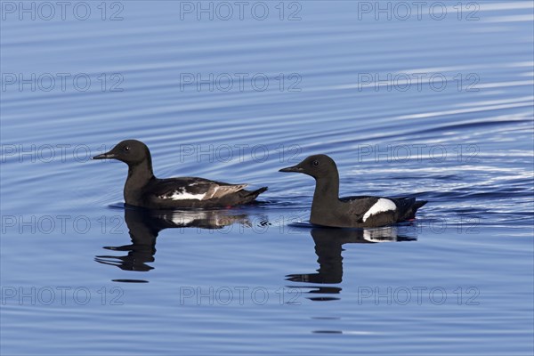 Two black guillemots