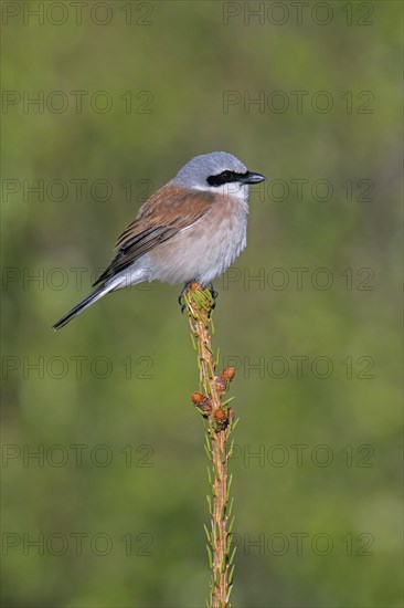 Red-backed shrike