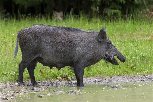 Wild boar