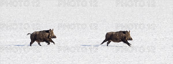 Two fleeing wild boars