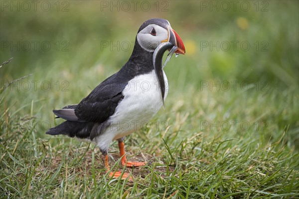 Atlantic puffin